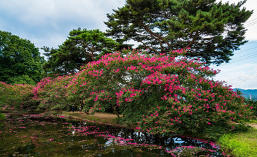35 Dark PINK CREPE MYRTLE Lagerstroemia Indica Flowering Shrub Bush Small Tree Seeds